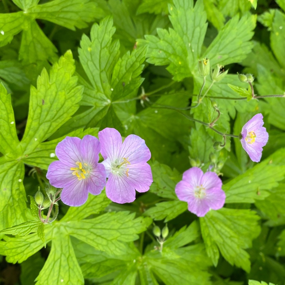 Meet your Posher, Grace